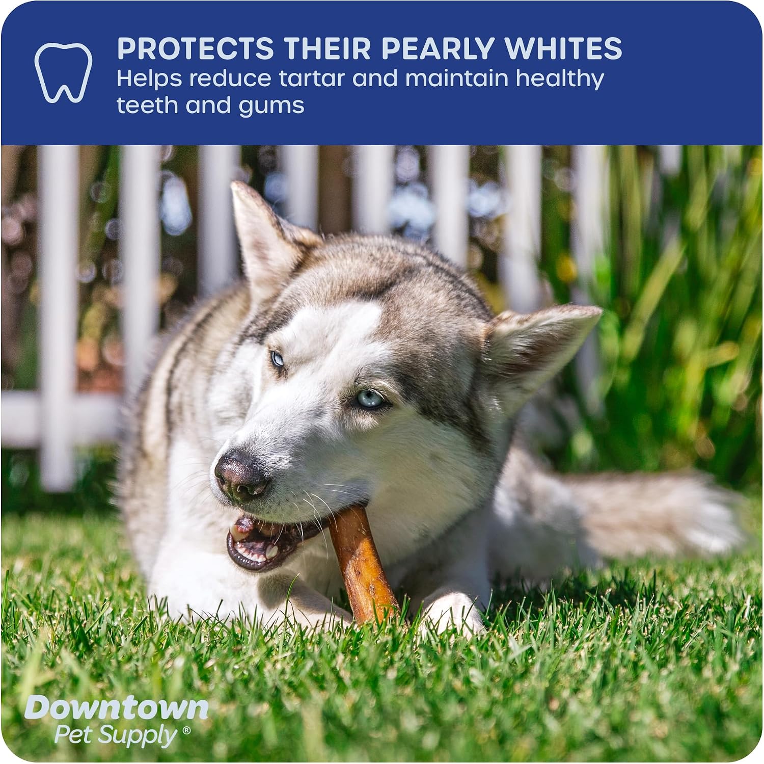 Downtown Pet Supply Jumbo Bully Sticks for Dogs - Natural Beef Chews, Low-Odor & Rawhide-Free, Long Lasting Dog Treats for Aggressive Chewers - Healthy, Safe & Delicious Chews Dogs Love (12" 40 Pack)